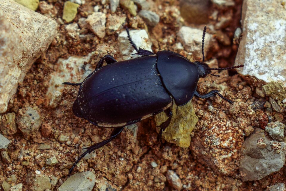Nature insect closeup