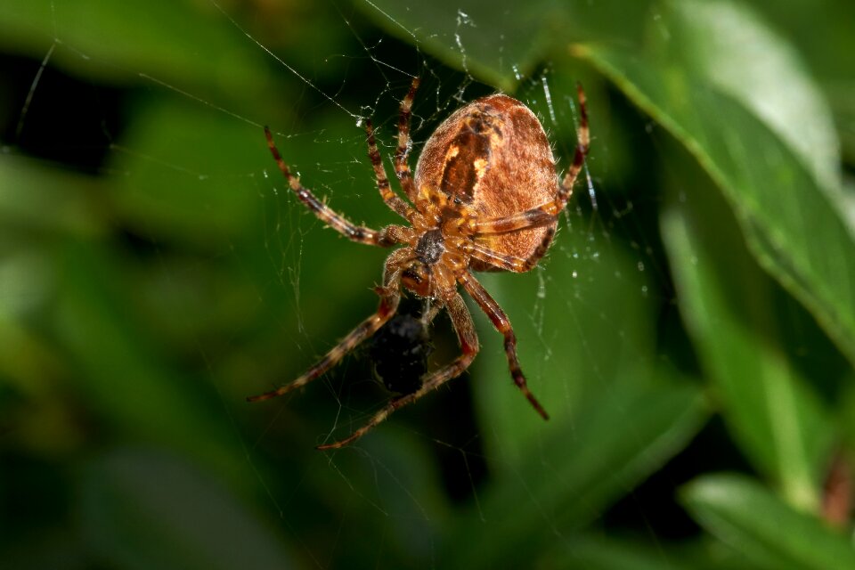 Krabbeltier close up web