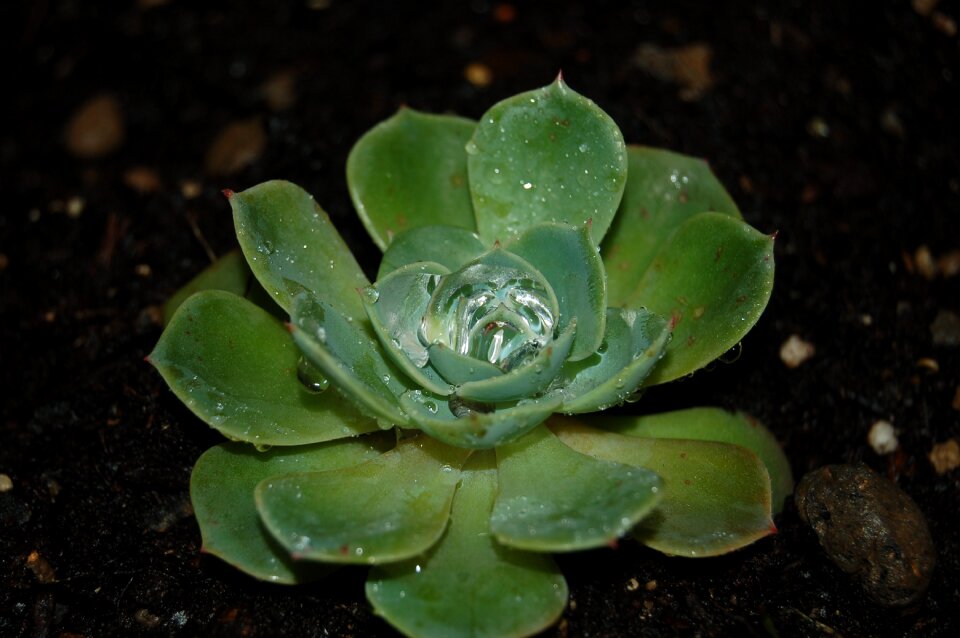 Cactus succulent nature