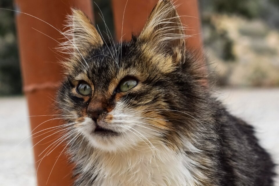 Stray mammal looking