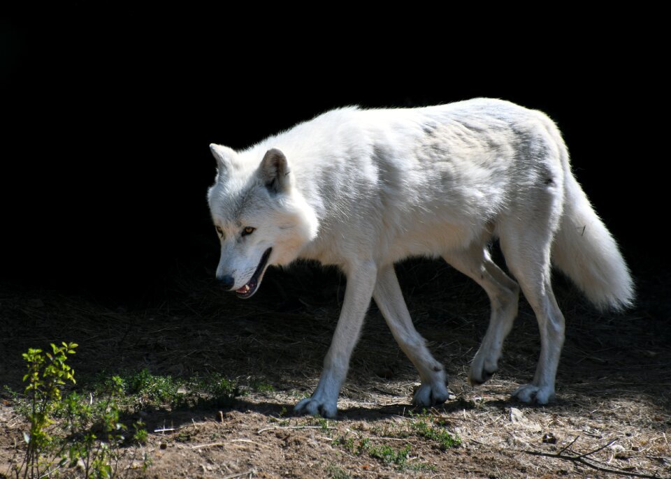 White animal wolf arctic