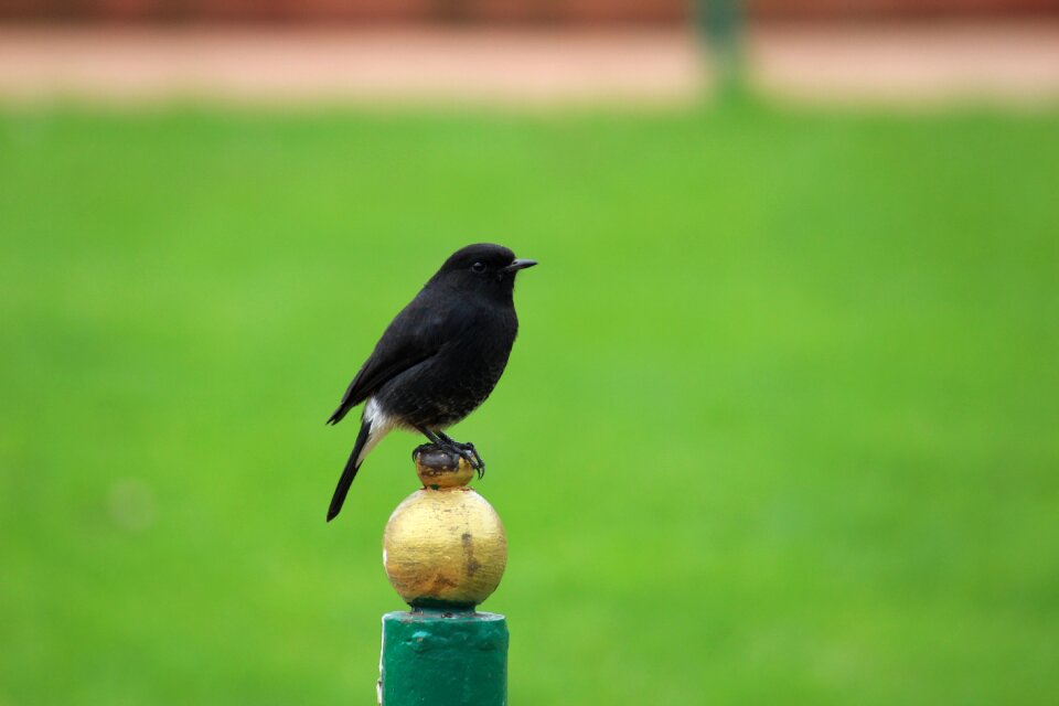 Animal black green talk