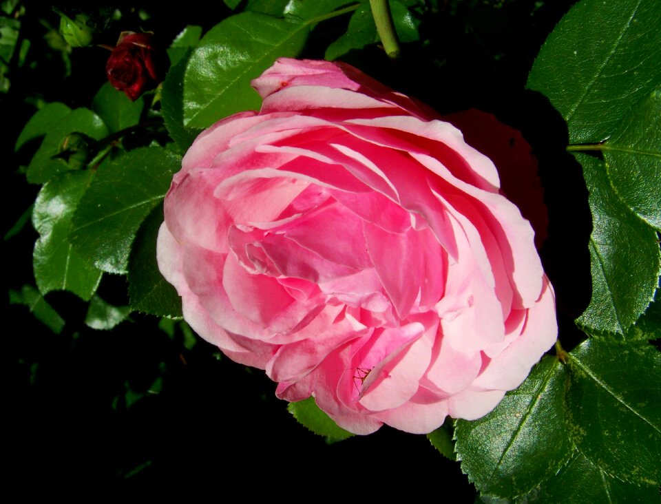 Pink flower summer flower garden