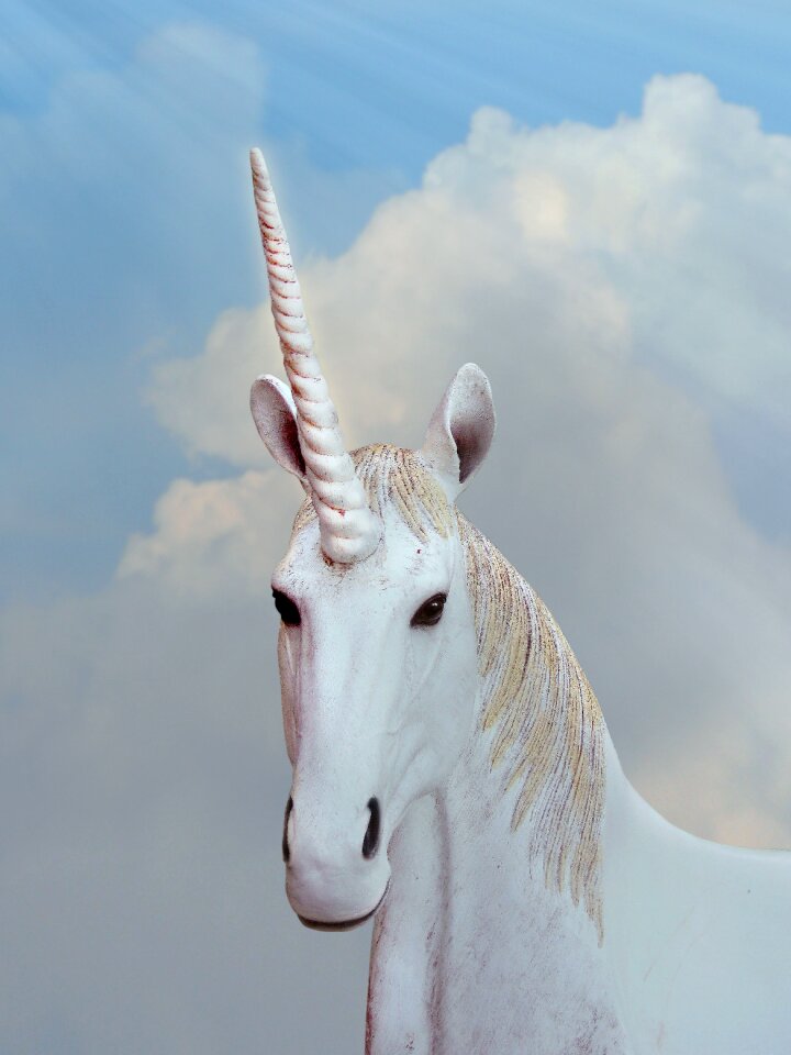 Animal magic magic horse horn