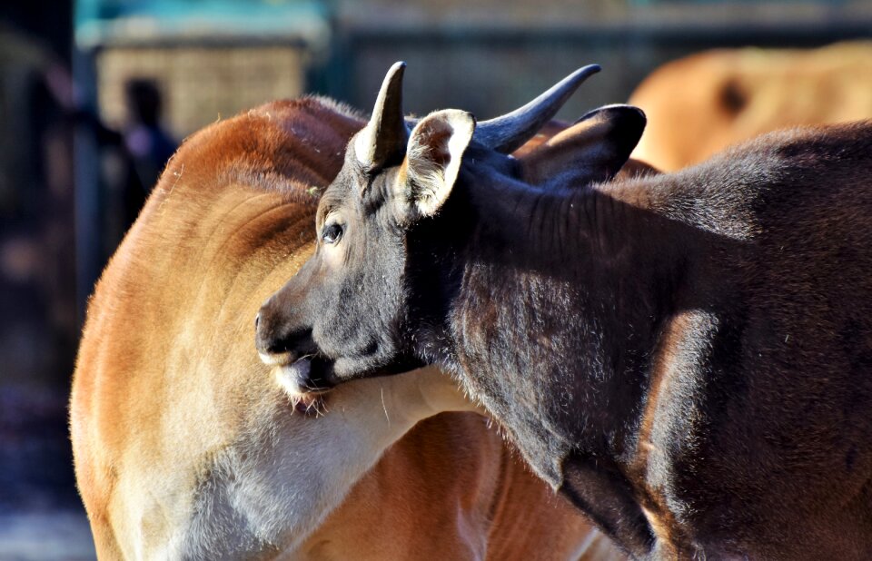 Kuhschnauze cow wild animal