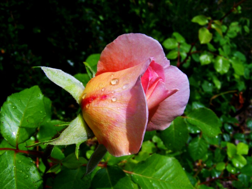 Yellowish-pink flowers summer flower garden
