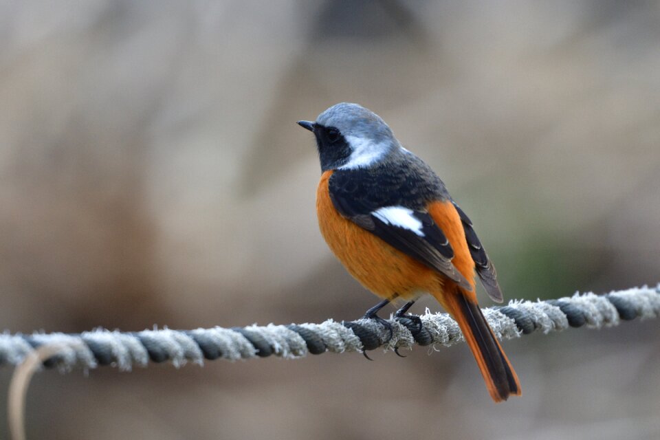 Wild animals bird a key