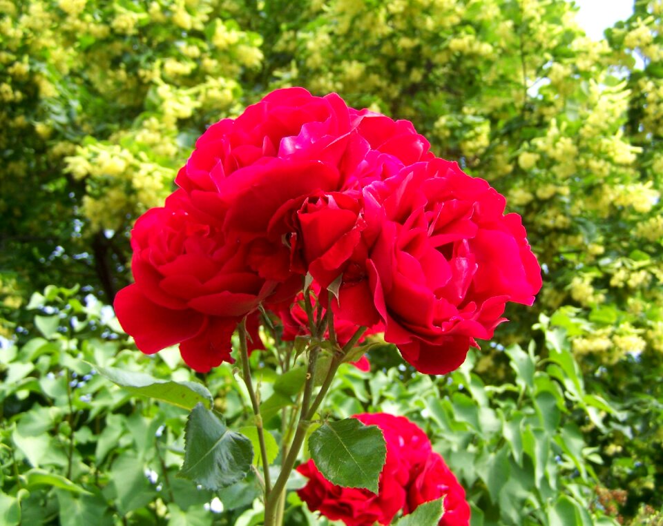 Flowering inflorescence summer flower garden