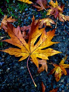 Leaf nature trees photo