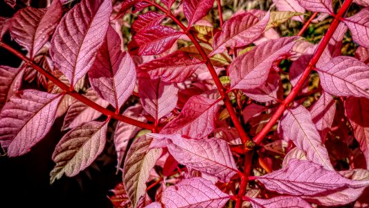 Foliage nature pink