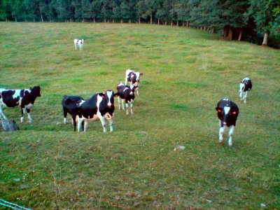 Vaches au moulin du pont photo