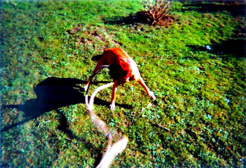 Une puce joue avec une corde en gros plan 2002