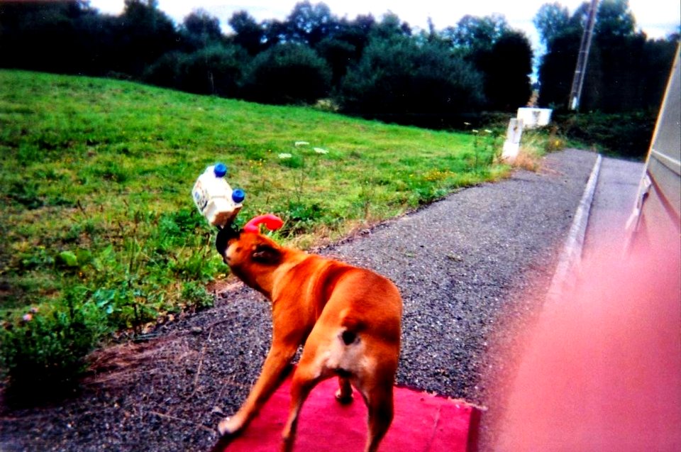 Une puce joue avec un téléphone en gros plan 2002