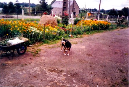Snoppy 1991