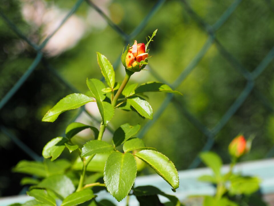 Romantic love flowers photo