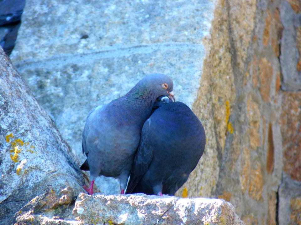 Pigeons