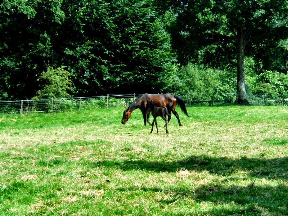 Poulain et sa mère