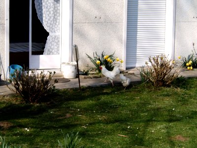 Petites poules