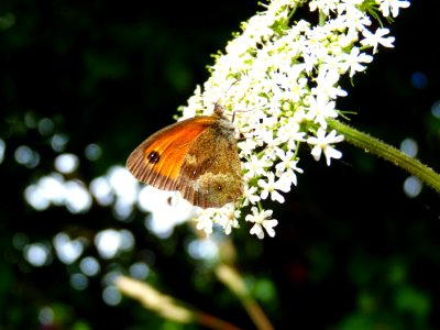 Papillon