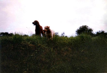Opium et Setter Clermont-Ferrand