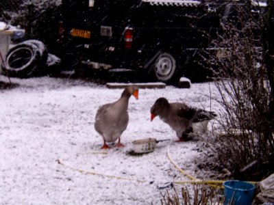 Oies sous la neige