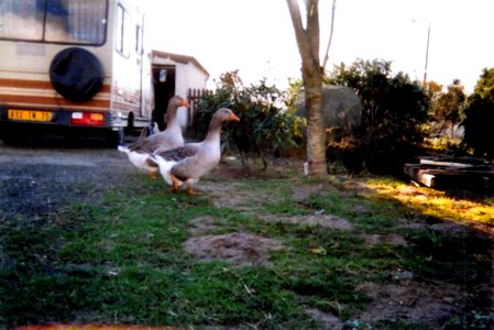 Oies 2