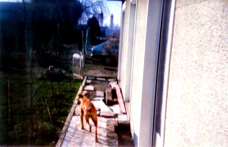 Narcsisse mars 1998 2