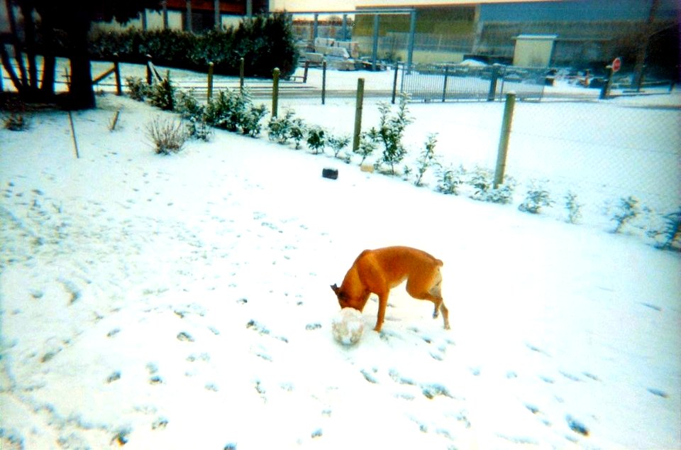 Narcisse sous la neige février 2001