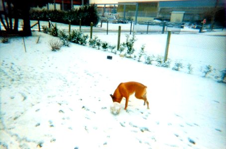 Narcisse sous la neige février 2001