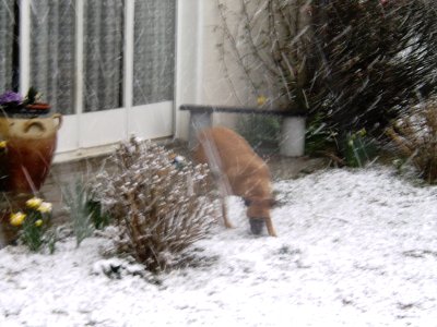Narcisse sous la neige