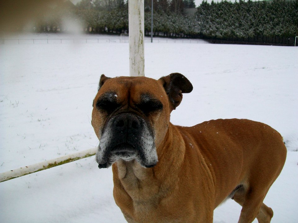 Narcisse sous la neige janvier 2010