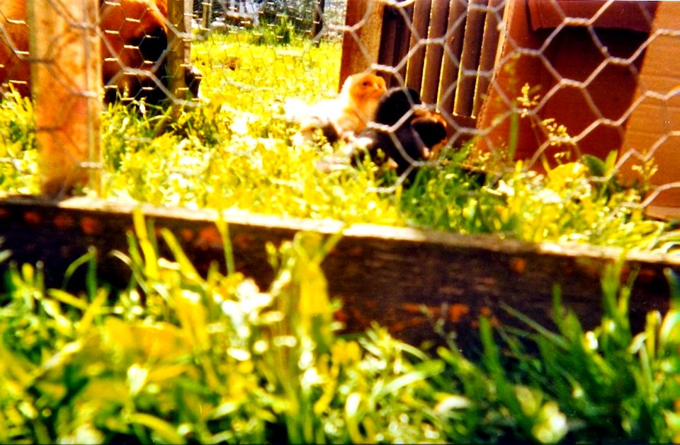 Narcisse et poussins 1999
