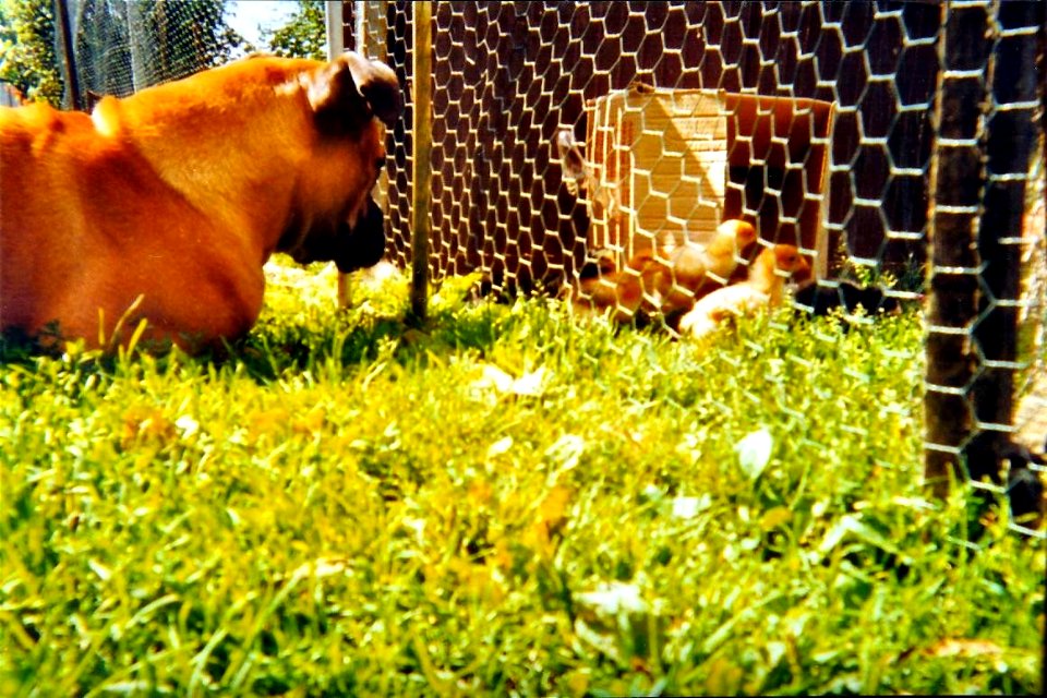 Narcisse et poussins 1999 3