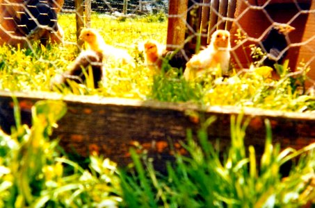 Narcisse et poussins 1999 2