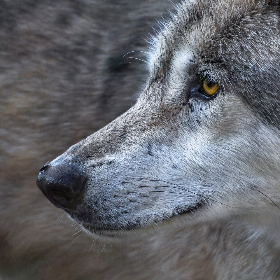 Predator animal wild