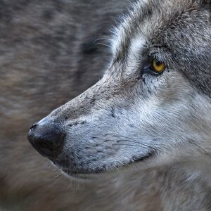 Predator animal wild