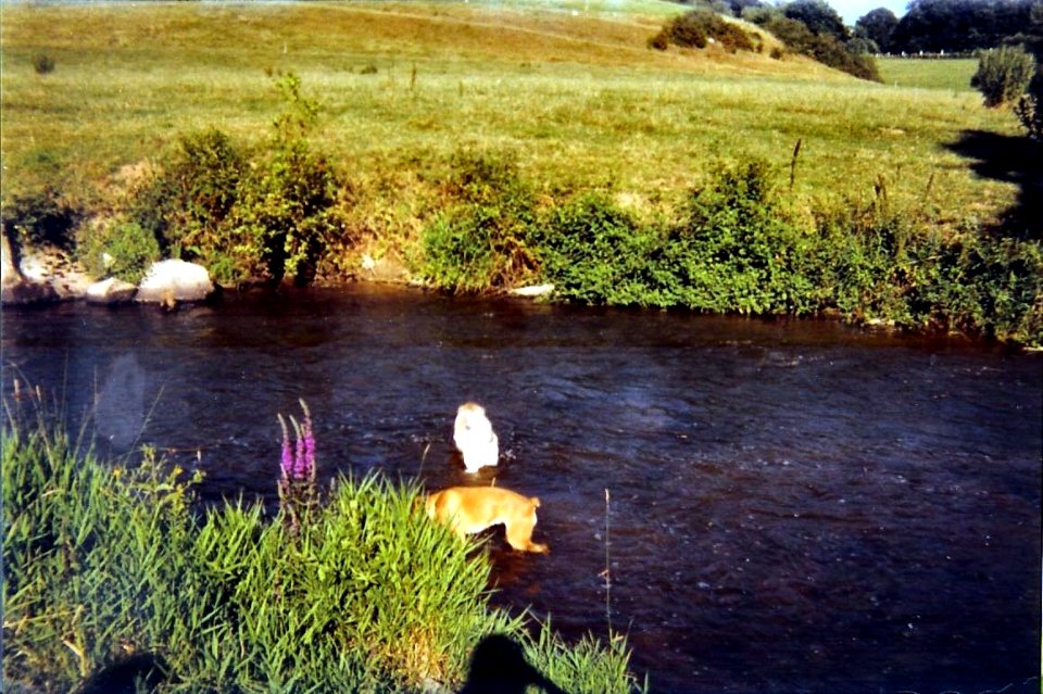 Narcisse et onisse au moulin du pont 1999