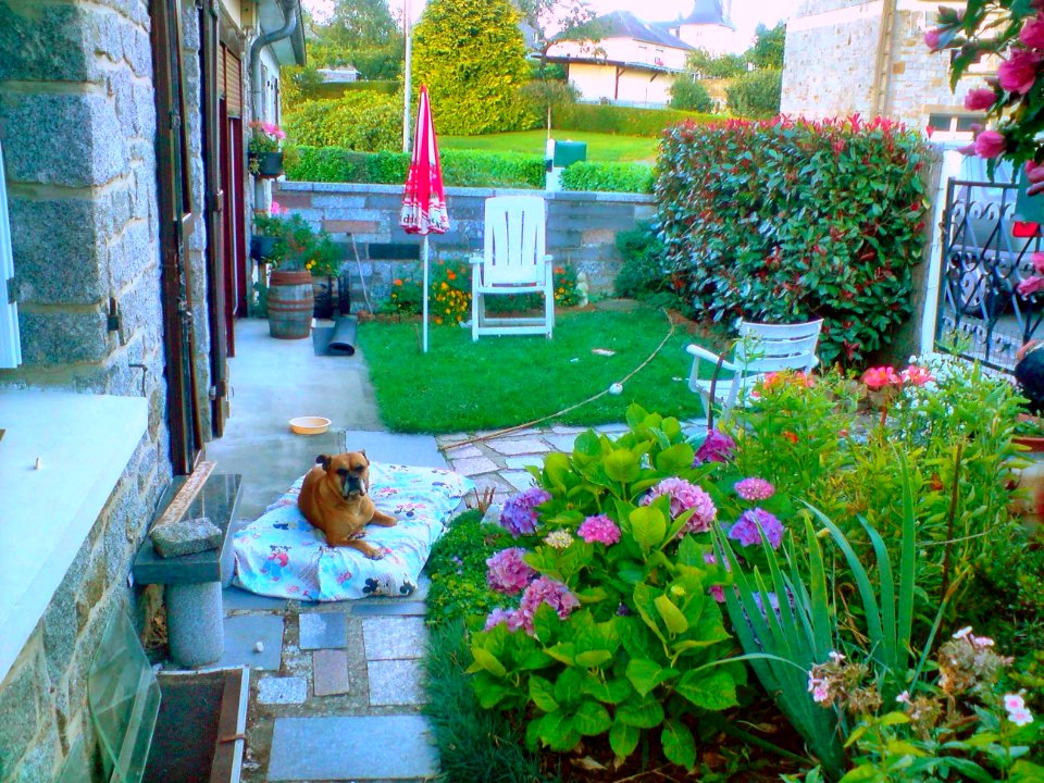 Narcisse couchée dans l'allée de devant