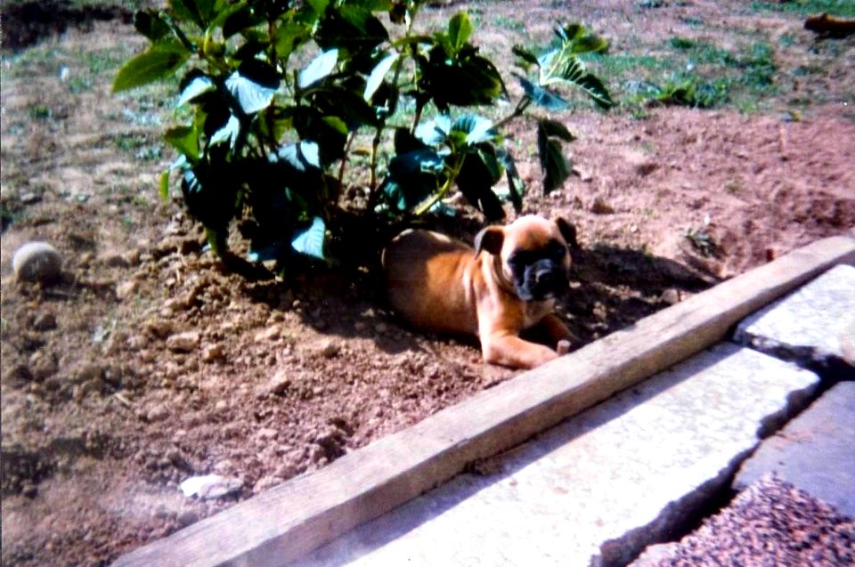 Narcisse bébé aout 1997 3