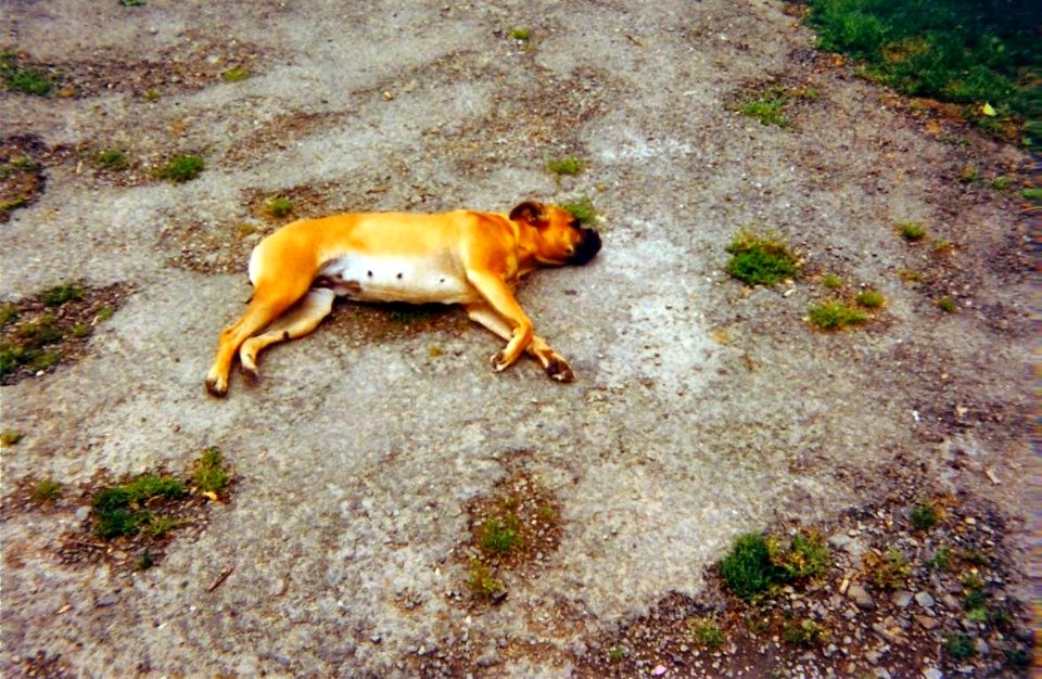 Narcisse au soleil été 1999