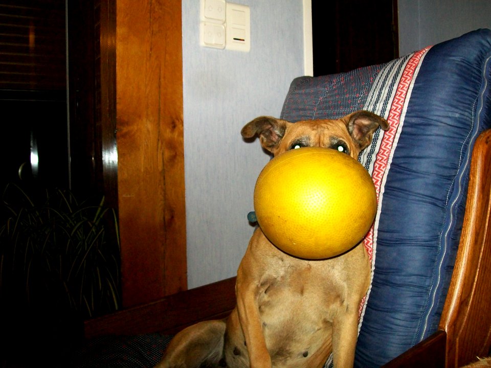Narcisse ballon jaune