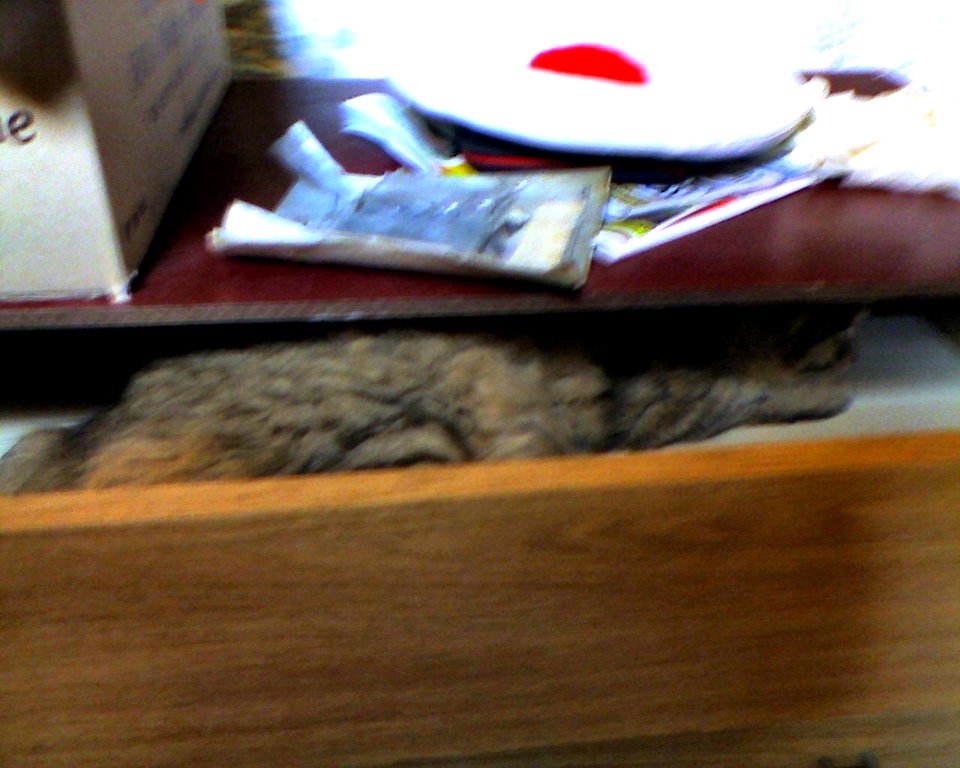 Minou dans un tiroir