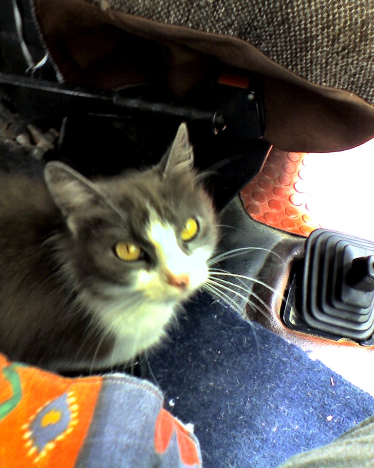 Mère chat