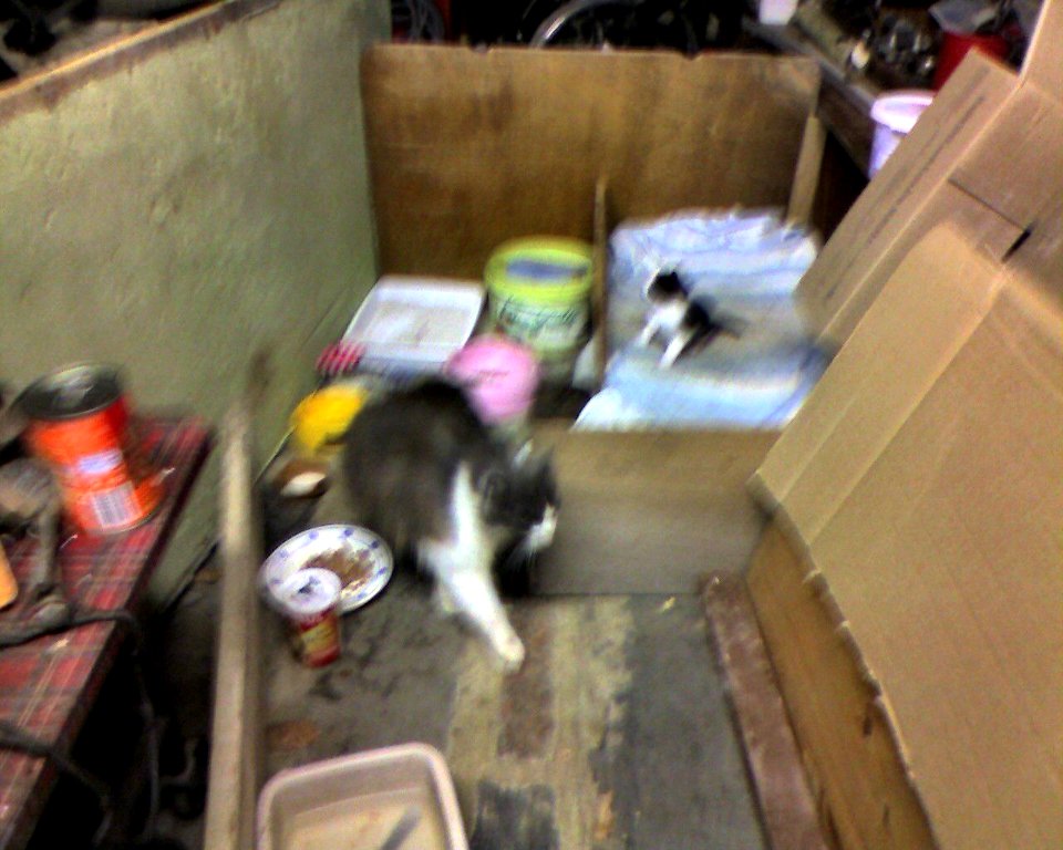 Mère chat et chaton
