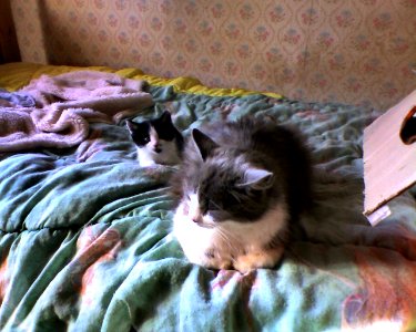 Mère chat et chaton 2 photo
