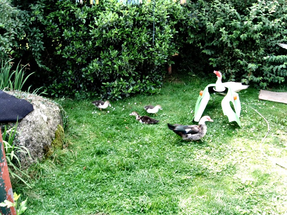 La famillle canard 2