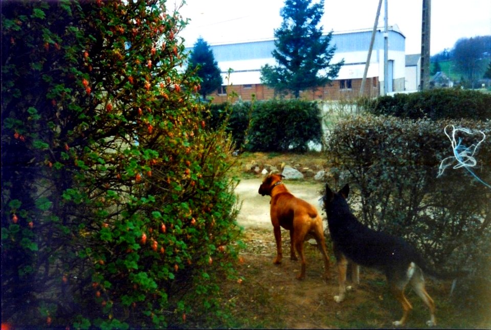 Kaya et Filou Février 1997