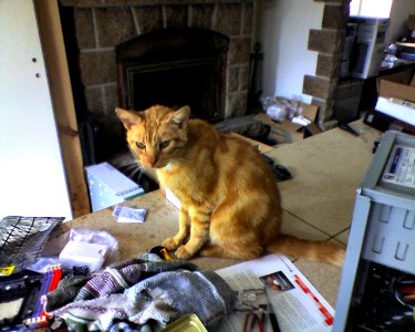 Jimbo le chat du stage (5)