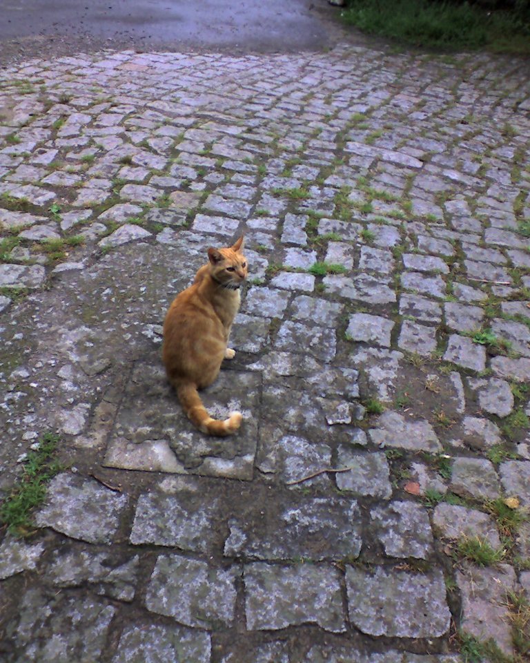 Jimbo le chat du stage