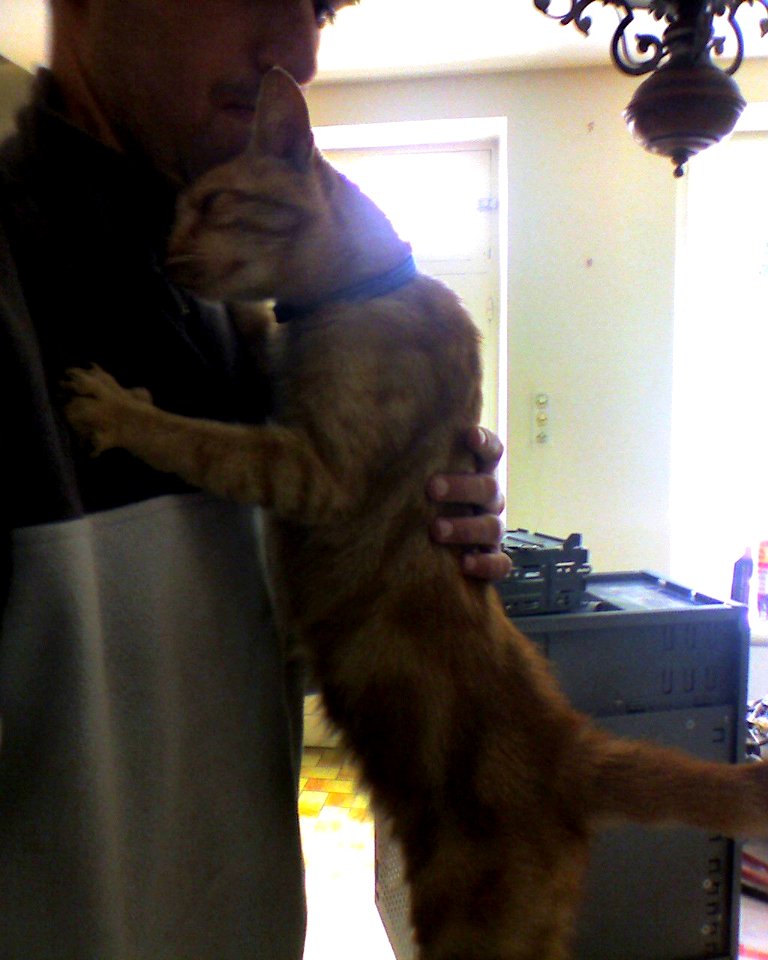 Jimbo le chat du stage (4)